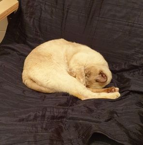 Meet your Posher, Penelope